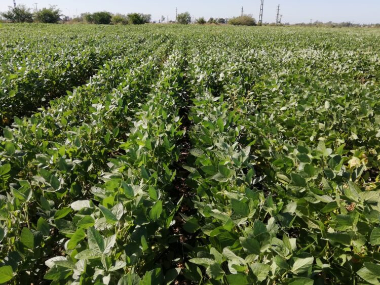 Para sortear una normativa que restringe aplicaciones, la familia Sánchez se animó a producir soja orgánica de exportación