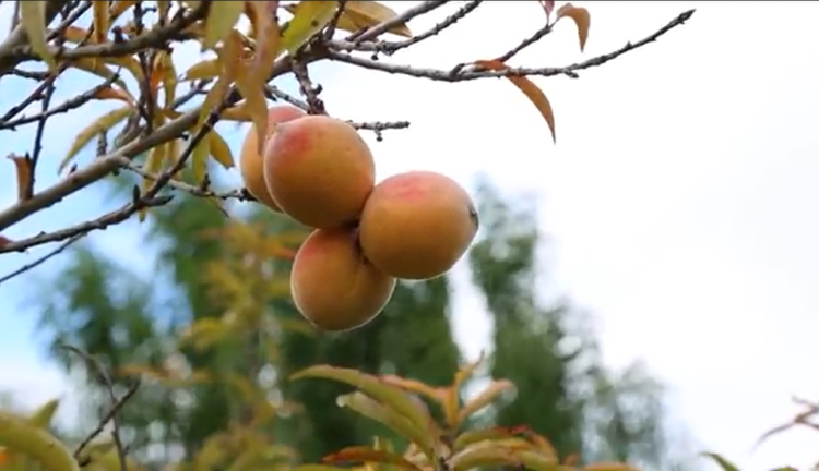 Néstor Vilca, en la Quebrada de Humahuaca, pudo recuperar muchas de las producciones andinas realizadas por sus ancestros