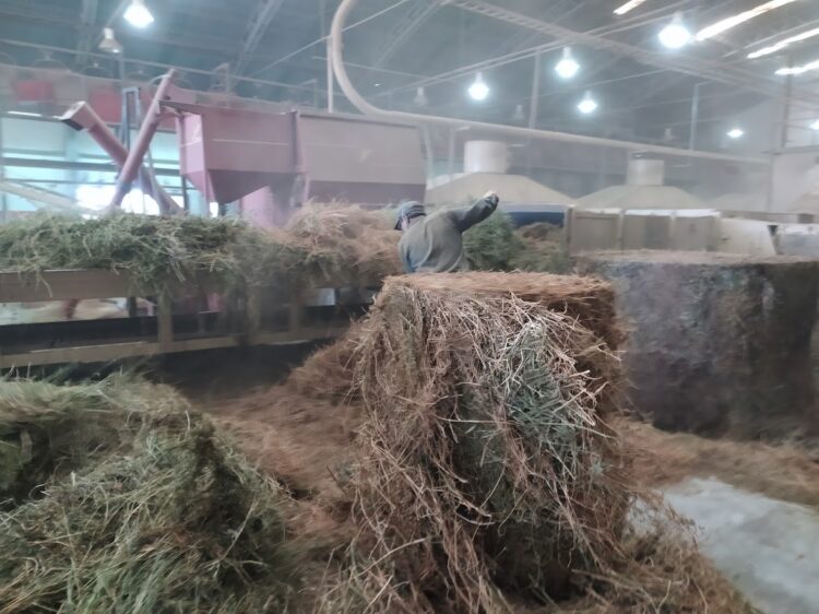 Los chilenos se instalaron en San Juan para producir “caramelos de alfalfa” de exportación para sus caballos