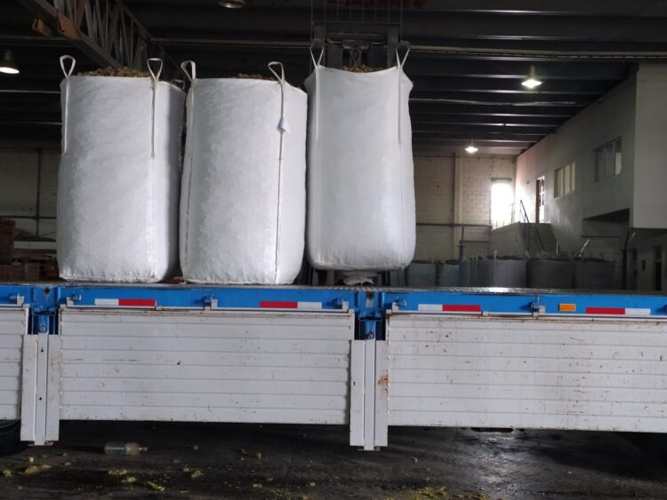 Los chilenos se instalaron en San Juan para producir “caramelos de alfalfa” de exportación para sus caballos