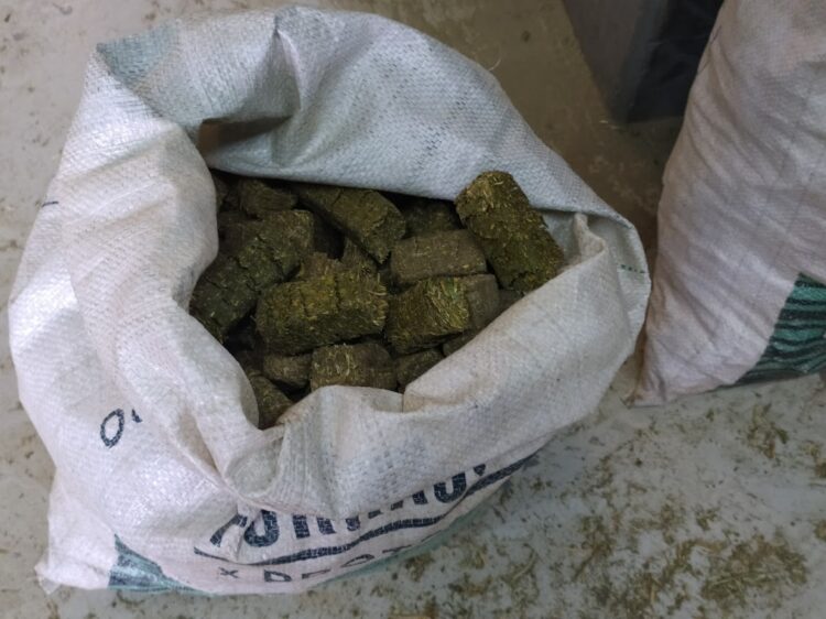 Los chilenos se instalaron en San Juan para producir “caramelos de alfalfa” de exportación para sus caballos