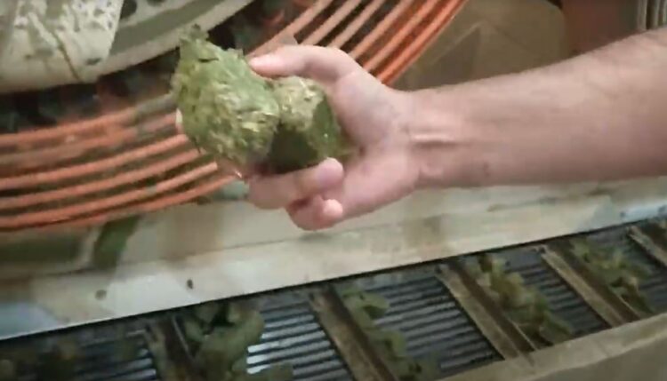 Los chilenos se instalaron en San Juan para producir “caramelos de alfalfa” de exportación para sus caballos