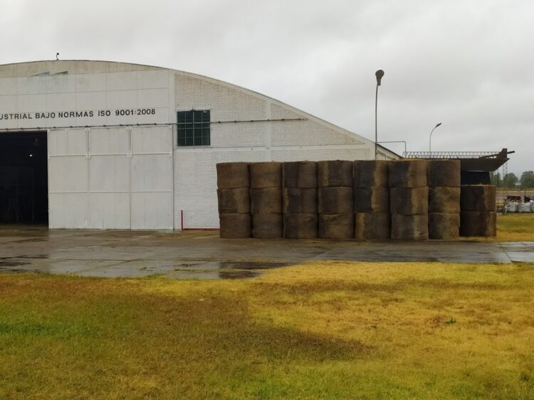 Los chilenos se instalaron en San Juan para producir “caramelos de alfalfa” de exportación para sus caballos