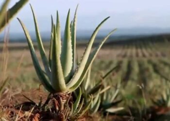 El Aloe Vera fue reconocido oficialmente como ingrediente para alimentos y bebidas