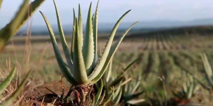 El Aloe Vera fue reconocido oficialmente como ingrediente para alimentos y bebidas
