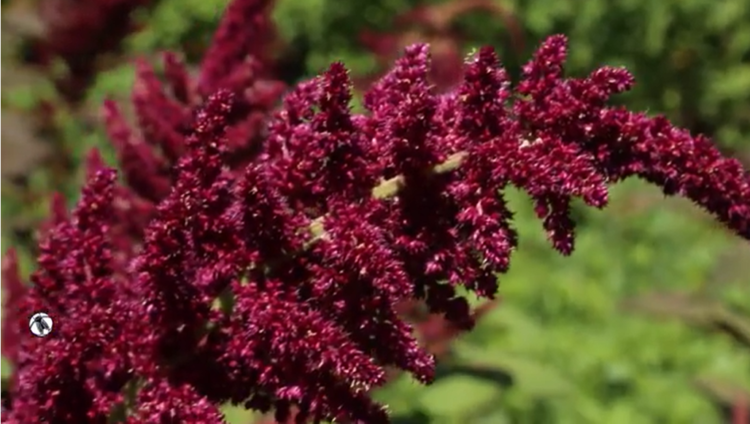 Néstor Vilca, en la Quebrada de Humahuaca, pudo recuperar muchas de las producciones andinas realizadas por sus ancestros