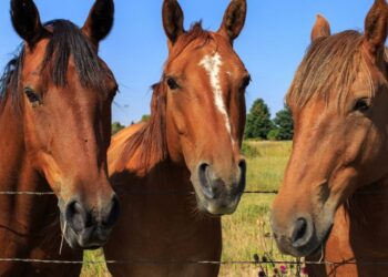 Ante la preocupación por un foco de rinoneumonitis en Europa, Senasa reforzó los controles para evitar el ingreso de una nueva cepa viral