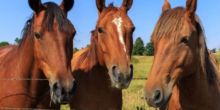 Ante la preocupación por un foco de rinoneumonitis en Europa, Senasa reforzó los controles para evitar el ingreso de una nueva cepa viral