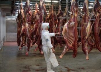 La faena de caballos cayó a mínimos históricos y la Argentina ya no es la mayor exportadora de carne equina: La superó Mongolia