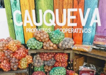 ¿Dónde están los papines andinos? La cooperativa jujeña Cauqueva denuncia que Senasa la dejó afuera del mercado de manera injustificada