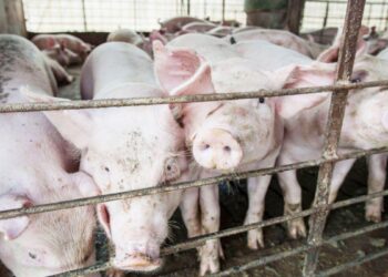 Y Pormag fue por más: Concretó su primera exportación de carne porcina para China