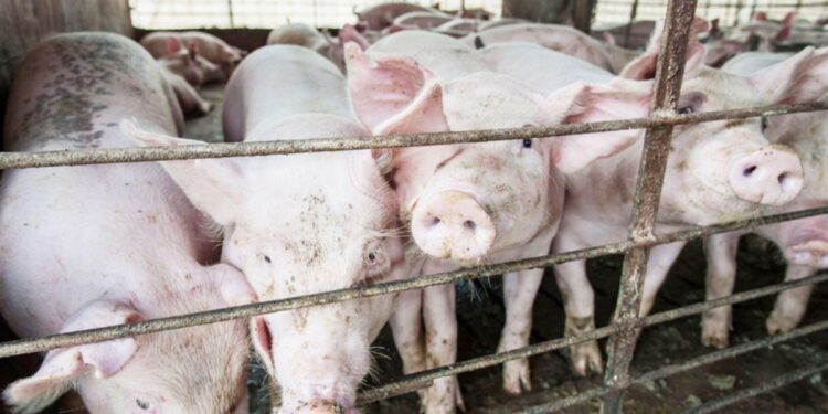 Y Pormag fue por más: Concretó su primera exportación de carne porcina para China