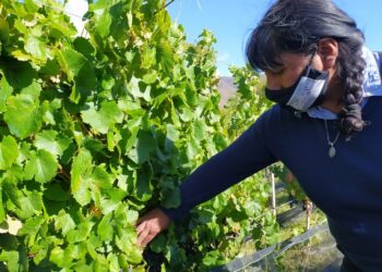 Aunque suele implantarse cerca del mar, en la Quebrada de Humahuaca se animaron a producir vinos de altura con la uva tannat