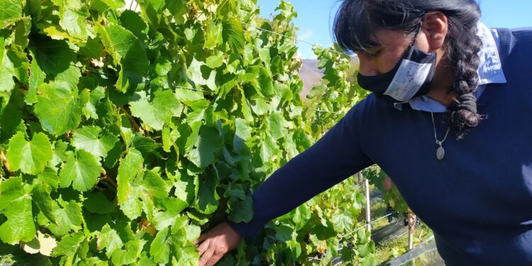 Aunque suele implantarse cerca del mar, en la Quebrada de Humahuaca se animaron a producir vinos de altura con la uva tannat