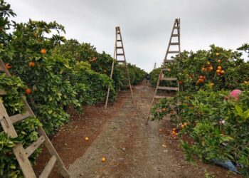 CAME se animó a plantear un tema tabú: Denunció que los planes sociales provocan escasez de mano de obra y fomentan el trabajo en negro