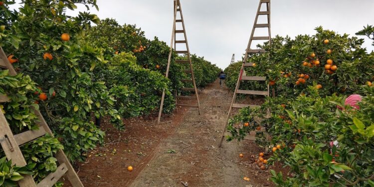 CAME se animó a plantear un tema tabú: Denunció que los planes sociales provocan escasez de mano de obra y fomentan el trabajo en negro