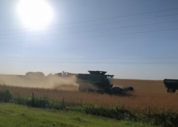 En Chaco, las sojas podrían rendir hasta 40% más con buen clima y las decisiones agronómicas adecuadas