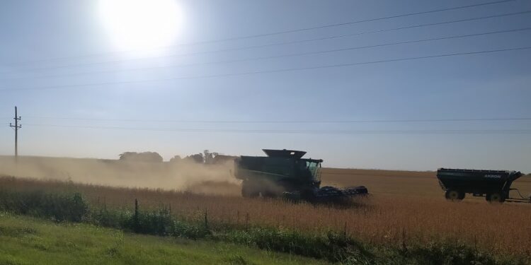 En Chaco, las sojas podrían rendir hasta 40% más con buen clima y las decisiones agronómicas adecuadas
