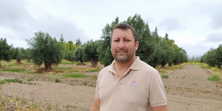 Los ensayos de Édgar Ávila: ¿Será posible reemplazar agroquímicos con ovejas que pasten debajo de parrales y de olivos?