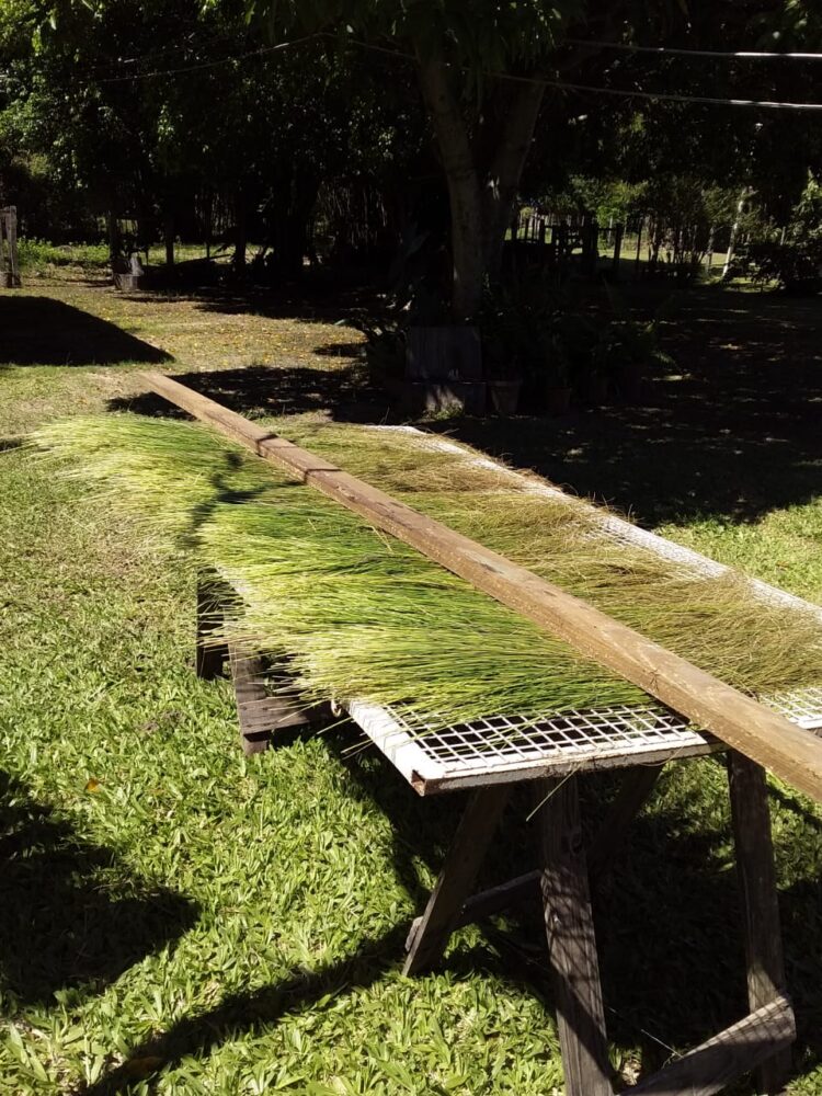 Nelly Cardozo “cose” el espartillo y la palma en Iberá: “Tengo la memoria en los dedos”