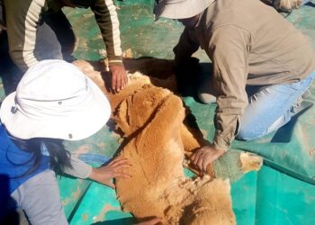 Catamarca fue la única provincia que pudo concretar la esquila controlada de vicuñas durante la pandemia
