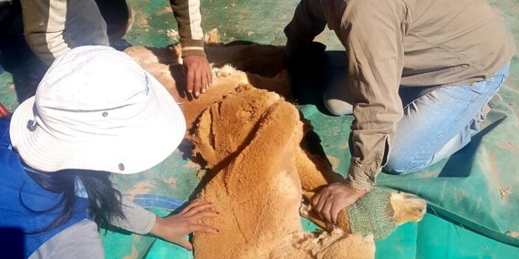 Catamarca fue la única provincia que pudo concretar la esquila controlada de vicuñas durante la pandemia
