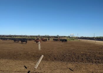 Juan Eiras cree que los feedlots seguirán a medio llenar por la fuerte suba de sus costos: “Cualquier otra industria hubiese bajado la llave de la luz”