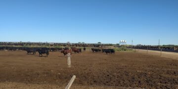 Juan Eiras cree que los feedlots seguirán a medio llenar por la fuerte suba de sus costos: “Cualquier otra industria hubiese bajado la llave de la luz”