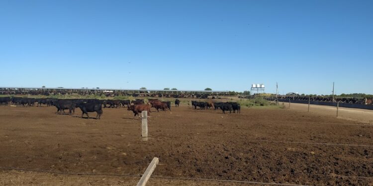 Juan Eiras cree que los feedlots seguirán a medio llenar por la fuerte suba de sus costos: “Cualquier otra industria hubiese bajado la llave de la luz”