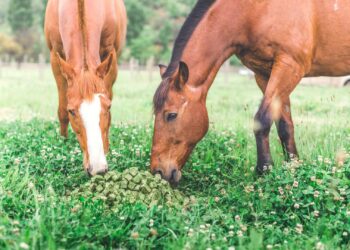 Los chilenos se instalaron en San Juan para producir “caramelos de alfalfa” de exportación para sus caballos