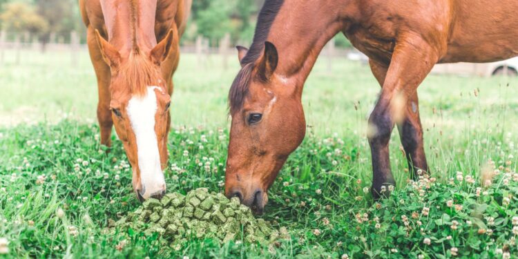 Los chilenos se instalaron en San Juan para producir “caramelos de alfalfa” de exportación para sus caballos