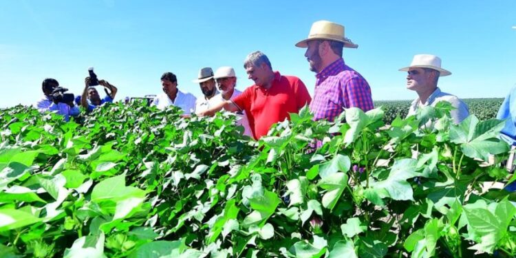 Los récord de Formosa: Colocó a dos ministros de Agricultura, pero tiene uno de los campos más postergados de la Argentina