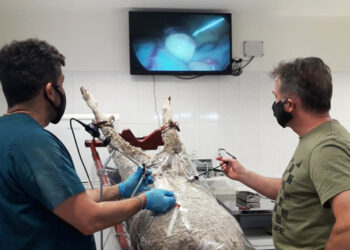 En un centro de investigación del INTA nacieron los primeros corderos patagónicos in vitro