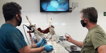 En un centro de investigación del INTA nacieron los primeros corderos patagónicos in vitro