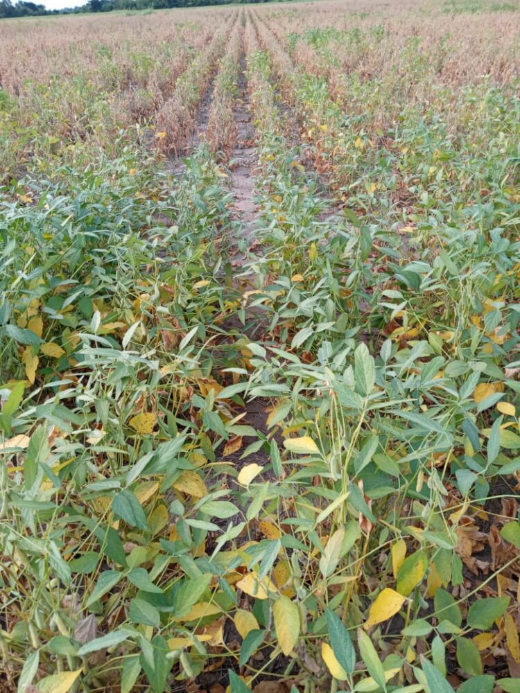 Alerta pulgón amarillo: Una nueva plaga que puede liquidar cultivos enteros de sorgo en muy poco tiempo