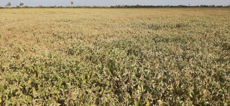 Alerta pulgón amarillo: Una nueva plaga que puede liquidar cultivos enteros de sorgo en muy poco tiempo