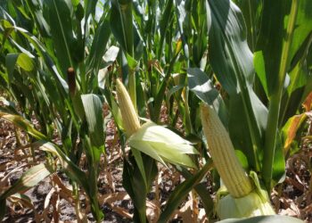 Alerta climática: en las próximas dos semanas no se proyectan lluvias abundantes en las zonas agrícolas que necesitan recibir agua de manera urgente