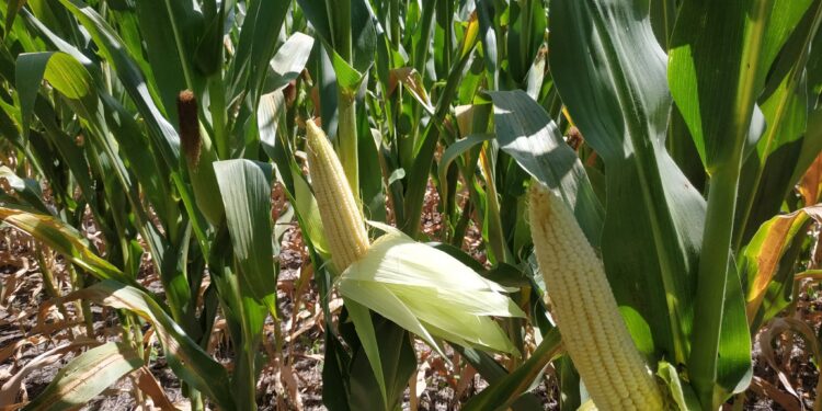 Alerta climática: en las próximas dos semanas no se proyectan lluvias abundantes en las zonas agrícolas que necesitan recibir agua de manera urgente