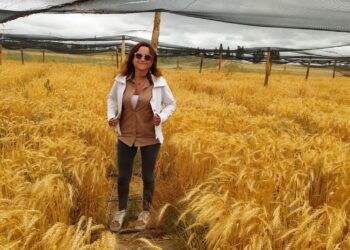 Buscando trigos más resistentes a la sequía, Mónica Ruiz comenzó el rescate de la espelta, una variedad centenaria con bajo contenido de gluten