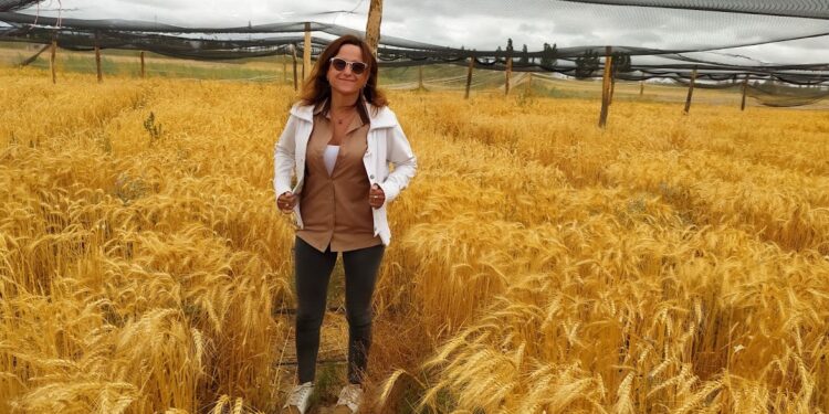 Buscando trigos más resistentes a la sequía, Mónica Ruiz comenzó el rescate de la espelta, una variedad centenaria con bajo contenido de gluten