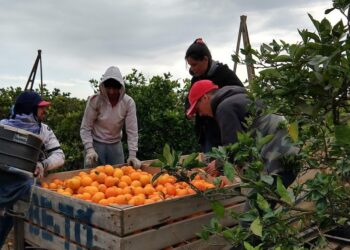 Ariel Panozzo Galmarello, del sector citrícola, confirma que se hace difícil conseguir mano de obra para la cosecha