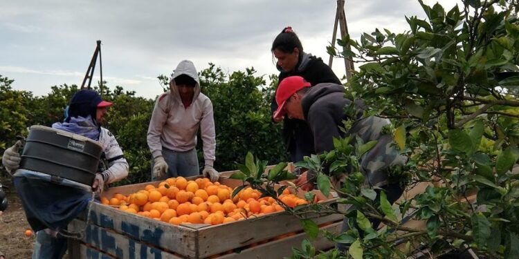 Ariel Panozzo Galmarello, del sector citrícola, confirma que se hace difícil conseguir mano de obra para la cosecha