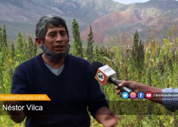 Néstor Vilca, en la Quebrada de Humahuaca, pudo recuperar muchas de las producciones andinas realizadas por sus ancestros