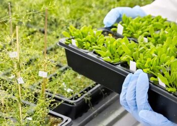 Argentina esquizofrénica: En medio de un evidente freno a los OGM, vuelven a modificar el sistema de evaluaciones para aprobar cultivos transgénicos