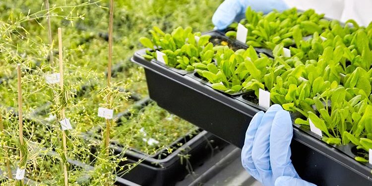 Argentina esquizofrénica: En medio de un evidente freno a los OGM, vuelven a modificar el sistema de evaluaciones para aprobar cultivos transgénicos