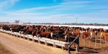 Por la presunta desaparición de 3530 bovinos de un feedlot, piden al captura de un ex dirigente rural cordobés