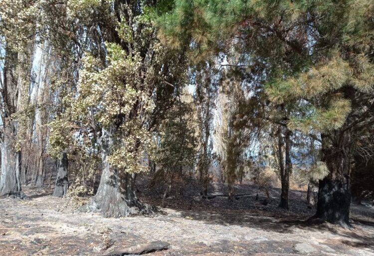 Desde Lago Puelo, Paula Costa relata el calvario sufrido por los productores: tras los incendios, la prioridad es reconstruir el sistema de riego y el tendido eléctrico