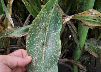 Alerta pulgón amarillo: Una nueva plaga que puede liquidar cultivos enteros de sorgo en muy poco tiempo