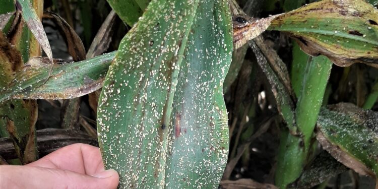 Alerta pulgón amarillo: Una nueva plaga que puede liquidar cultivos enteros de sorgo en muy poco tiempo