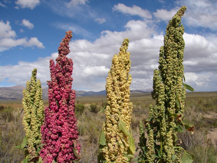 Néstor Vilca, en la Quebrada de Humahuaca, pudo recuperar muchas de las producciones andinas realizadas por sus ancestros